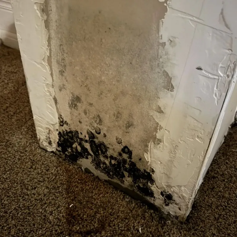 Professional Mold Removal in Fullerton, NE